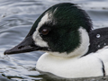 Common Goldeneye x Smew hybrid